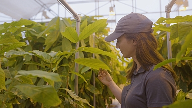 加州大学戴维斯分校的火星研究员，研究可可植物